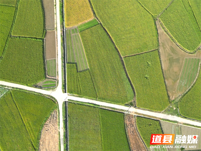 道县营江街道：千亩待收早稻绘出丰收美景图（组图）2_副本.png