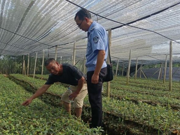 道县：强化植物检疫  保护森林安全