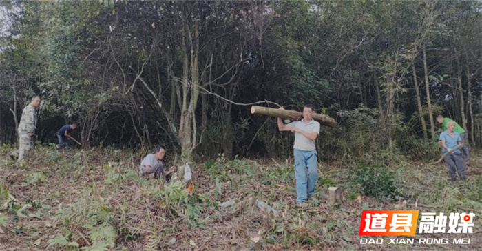 道县规范森林管理 助推乡村振兴1_副本.jpg