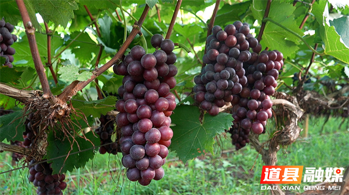 道县：“黑珍珠”缀满藤 夏黑葡萄“甜蜜”上市3_副本.jpg
