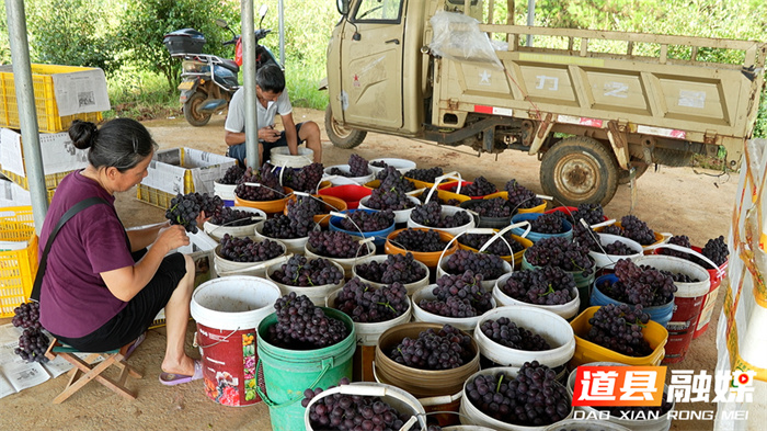 道县：“黑珍珠”缀满藤 夏黑葡萄“甜蜜”上市7_副本.jpg