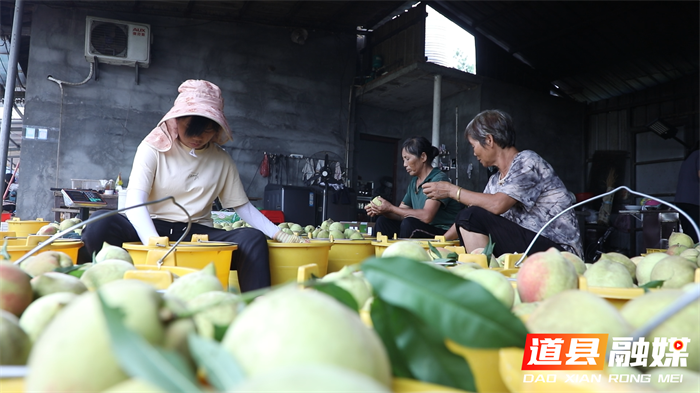 道县：鹰嘴桃甜蜜上市 硕果累累助农增收8_副本.png