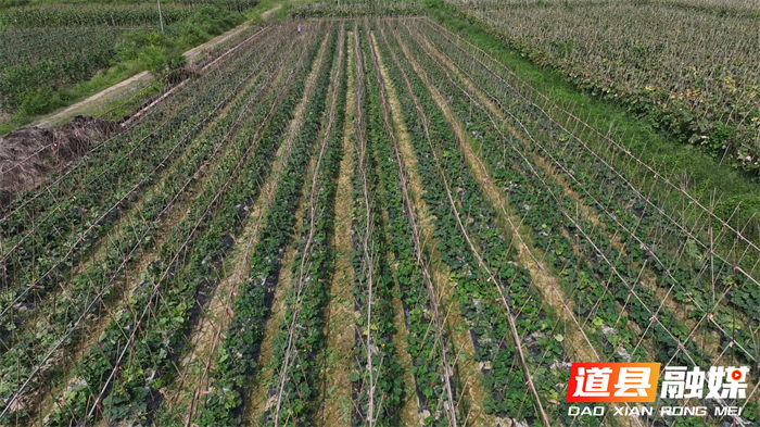 道县：冬瓜南瓜“抱团”闯市场 年销300万斤助农增收6_副本.png