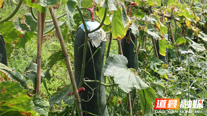 道县：冬瓜南瓜“抱团”闯市场 年销300万斤助农增收2_副本.png