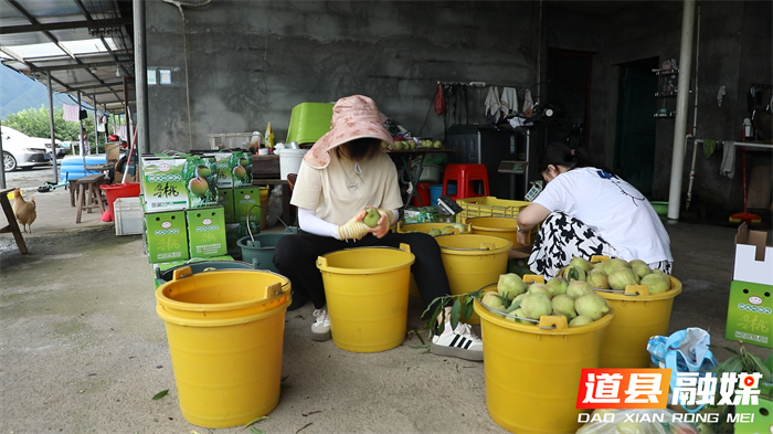 道县：鹰嘴桃甜蜜上市 硕果累累助农增收2_副本.png