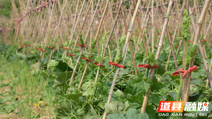 道县：冬瓜南瓜“抱团”闯市场 年销300万斤助农增收5_副本.png