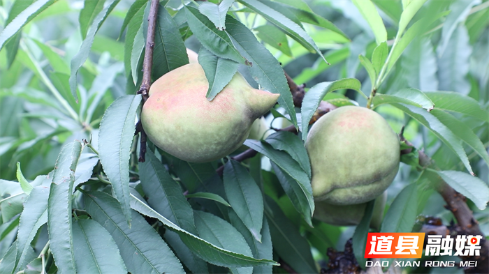 道县：鹰嘴桃甜蜜上市 硕果累累助农增收5_副本.png