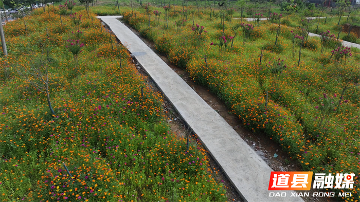道县：格桑花海叠荷香 市民广场夏意浓3_副本.png