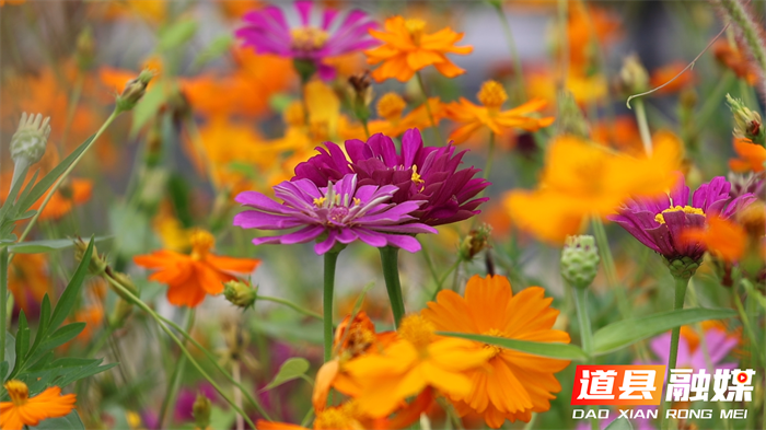 道县：格桑花海叠荷香 市民广场夏意浓1_副本.png