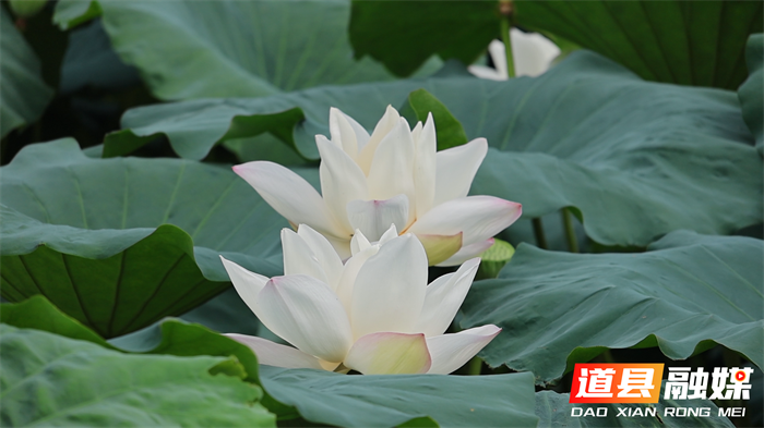道县：格桑花海叠荷香 市民广场夏意浓2_副本.png