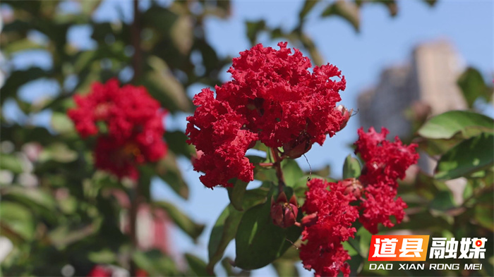 道县：紫薇花开 扮靓城市2_副本.jpg