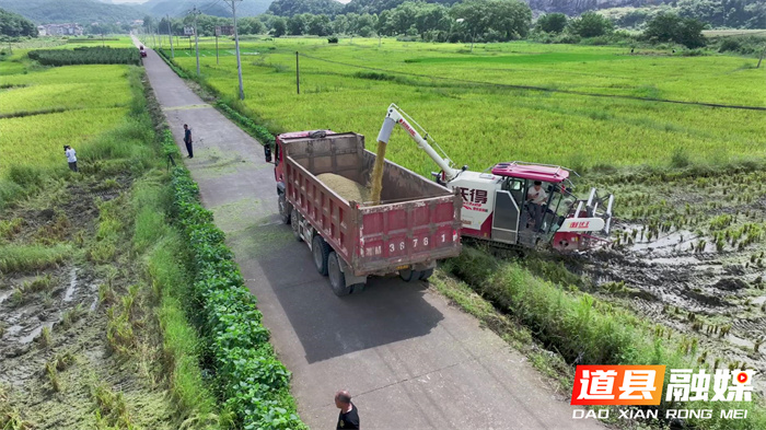 道县：退役军人种植基地600亩早稻开镰 “稻稻菜”轮作助增收3_副本.jpg