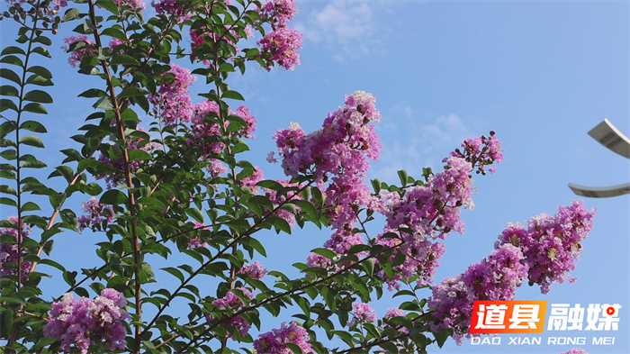 道县：紫薇花开 扮靓城市1_副本.jpg