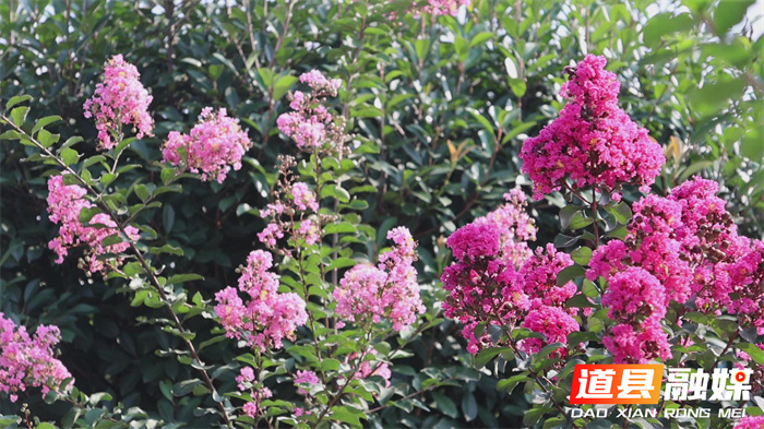 道县：紫薇花开 扮靓城市4_副本.jpg