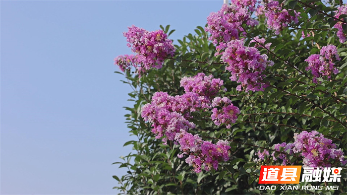 道县：紫薇花开 扮靓城市5_副本.jpg