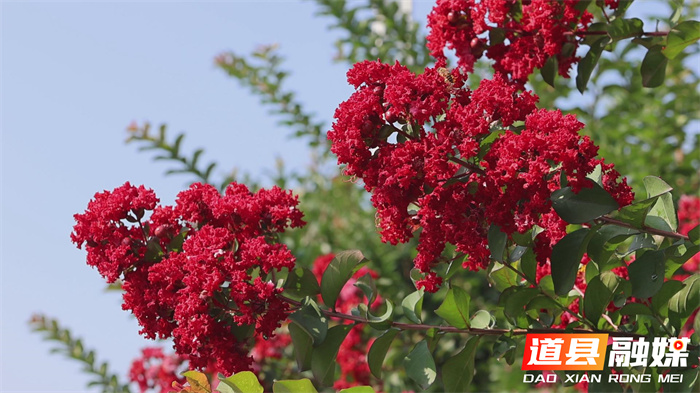 道县：紫薇花开 扮靓城市3_副本.jpg