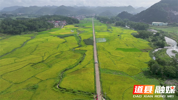 道县：退役军人种植基地600亩早稻开镰 “稻稻菜”轮作助增收1_副本.jpg