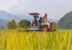 道县：早稻开镰收割