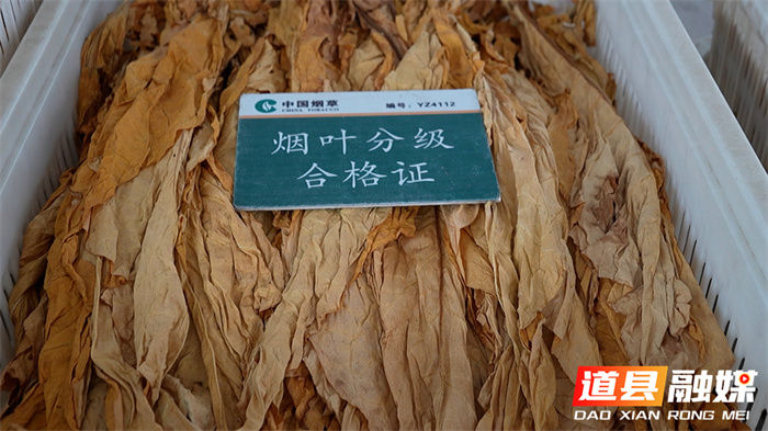 道县：“金叶”飘香收购忙 全链服务保增收2_副本.jpg