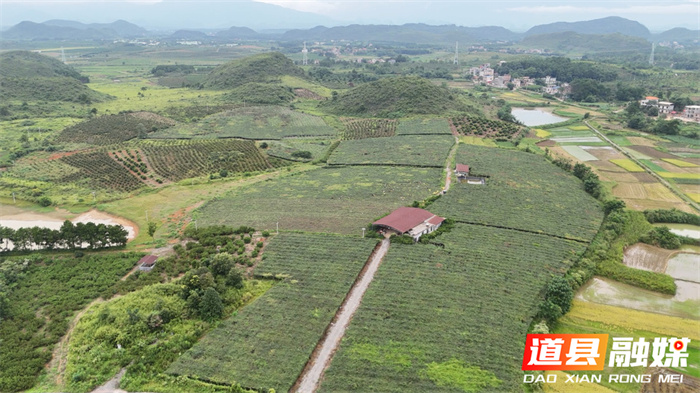 道县：青山采“药”忙 八月瓜变身“黄金药果1_副本.jpg