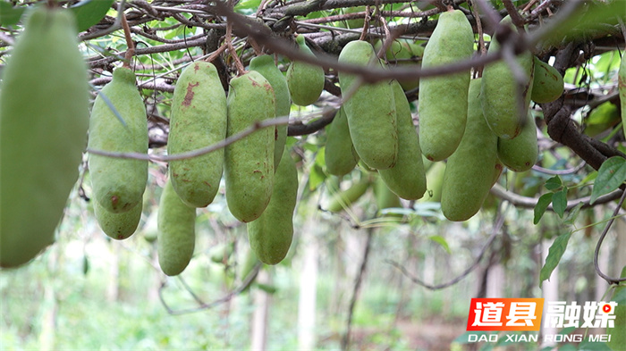 道县：青山采“药”忙 八月瓜变身“黄金药果4_副本.jpg