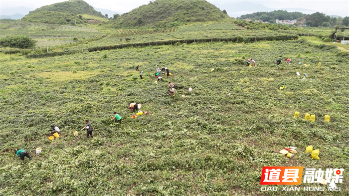 道县：青山采“药”忙 八月瓜变身“黄金药果3_副本.jpg