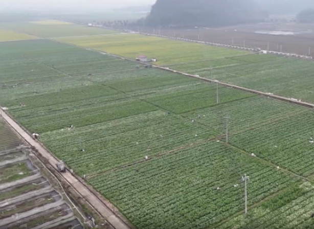 视频｜道县：抢抓秋冬播育苗力保蔬菜稳产供应