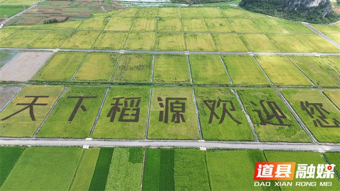 道县：螺护稻 稻养螺 “生态双赢”粮满仓3_副本.jpg