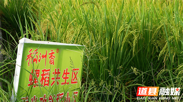 道县：螺护稻 稻养螺 “生态双赢”粮满仓4_副本.jpg