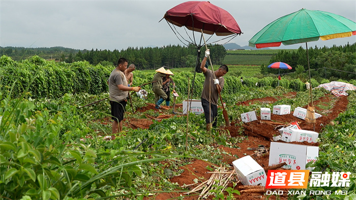 道县：三千亩淮山迎丰收 每日40吨直供粤港澳3_副本.jpg