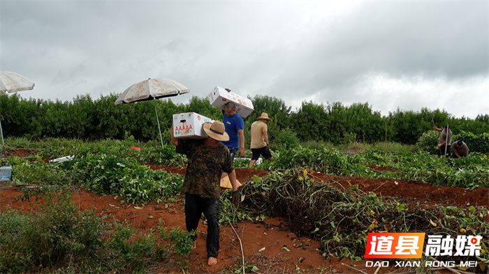道县：三千亩淮山迎丰收 每日40吨直供粤港澳4_副本.jpg