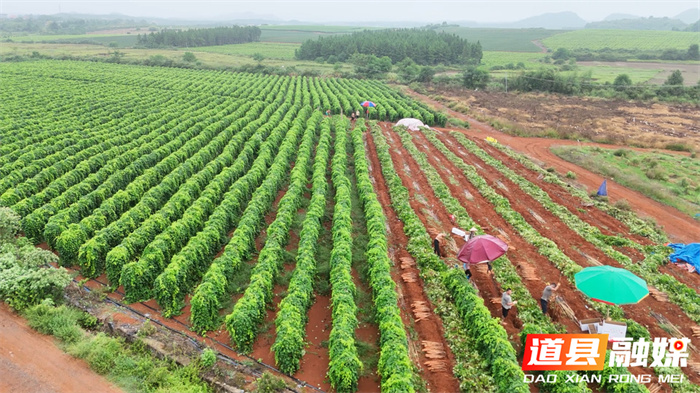 道县：三千亩淮山迎丰收 每日40吨直供粤港澳2_副本.jpg