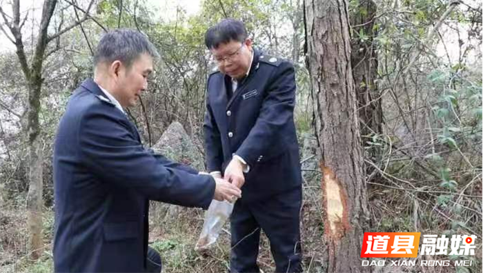道县多措并举加强松科植物检疫管理1_副本.png