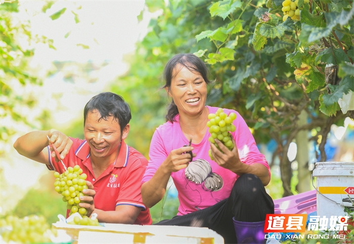 道县：葡萄丰收果农乐（组图）1_副本.jpg