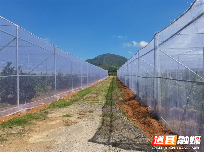道县东门街道：党建领航兴产业 集体增收促民富1_副本1.png