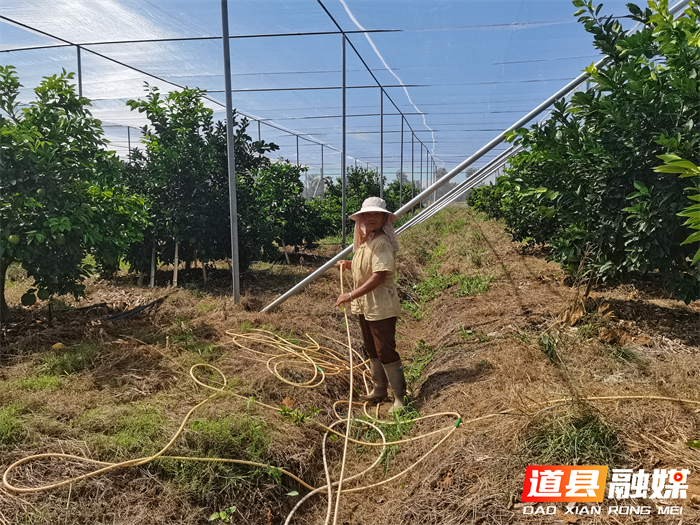 道县东门街道：党建领航兴产业 集体增收促民富3_副本1.png