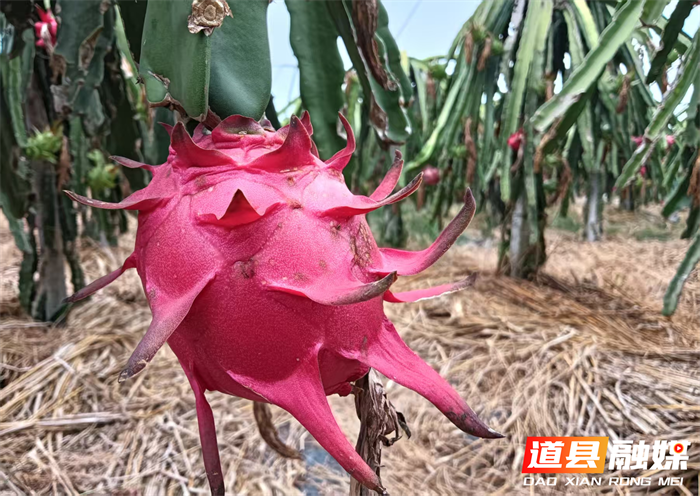 道县梅花镇:特色产业“丰”景正好4_副本1.png 道县梅花镇:特色产业“丰”景正好4_副本1.png