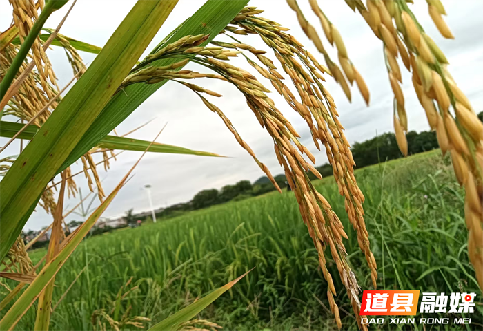 （组图新闻）道县梅花镇：金秋稻花绘出丰收图8_副本.png