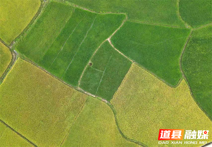 （组图新闻）道县梅花镇：金秋稻花绘出丰收图9_副本.png