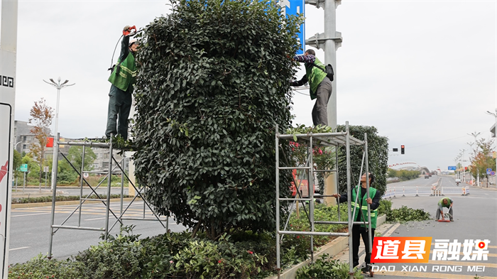 道县：修剪绿化迎双节 扮靓城市焕新颜1_副本.png