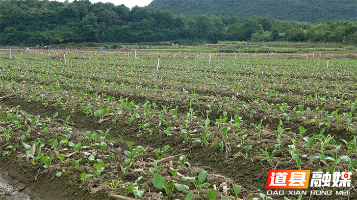 道县：秋冬蔬菜移栽正当时 粤港澳“菜篮子”供应有保障4_副本.jpg