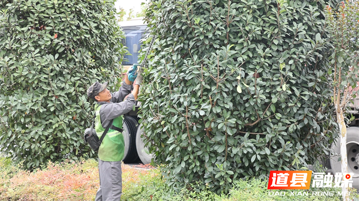 道县：修剪绿化迎双节 扮靓城市焕新颜4_副本.png