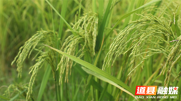 道县：农户巧用无人机 为二级晚稻“虫口夺粮”4_副本.png