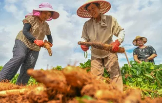 道县：小小淮山药 振兴大产业