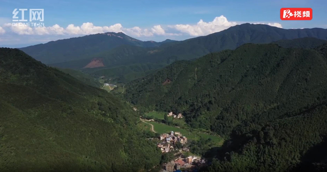 道县纪委监委：发展高山野生茶 托起瑶乡致富梦