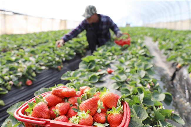 0119湖南道县：大棚内套种特色果菌 助农增收04.jpg