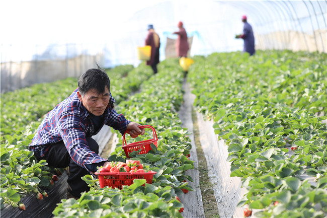 0119湖南道县：大棚内套种特色果菌 助农增收01.jpg