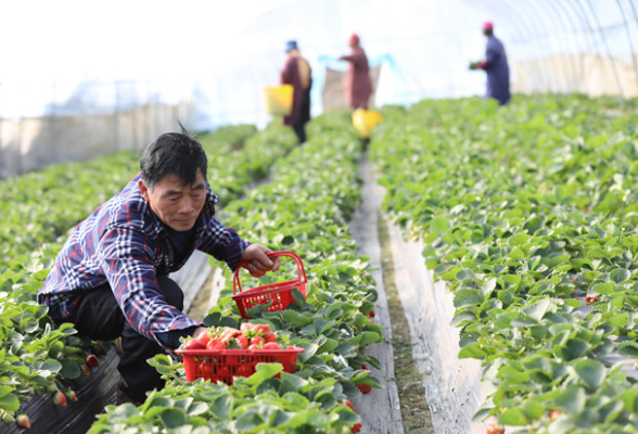 湖南道县：大棚套种特色果菌 助农增收