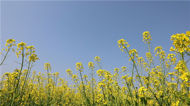 0210道县：油菜花开满眼春02.jpg