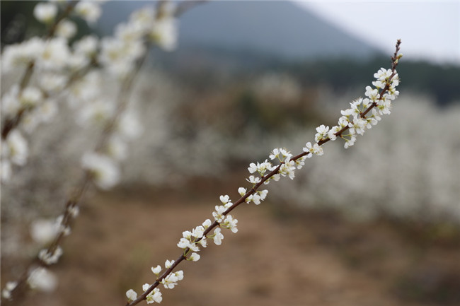 0205道县：李花盛开嫩如雪03.jpg